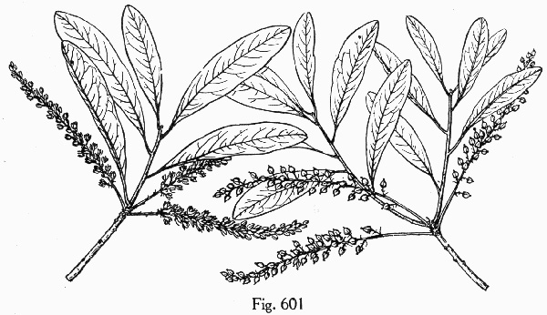 image of Cyrilla racemiflora, Titi, Swamp Cyrilla, Leatherwood
