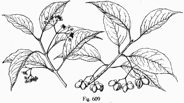 drawing of Euonymus atropurpureus, American Wahoo, Eastern Wahoo, Burning Bush