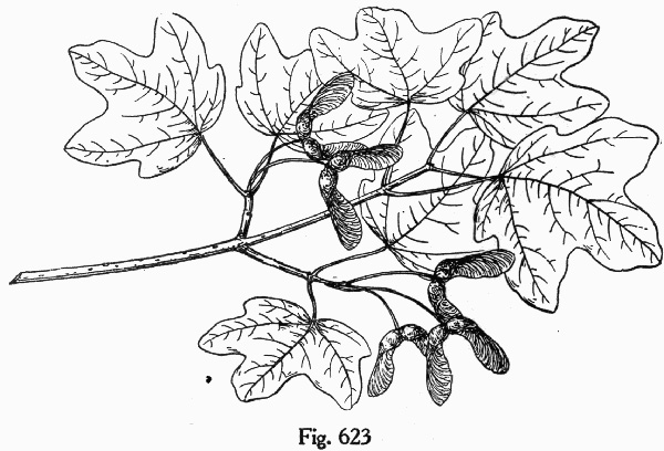 image of Acer floridanum, Southern Sugar Maple, Florida Maple