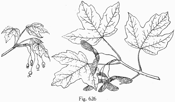 drawing of Acer leucoderme, Chalk Maple, Small Chalk Maple, White-bark Maple