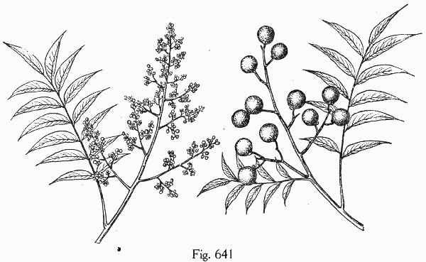 drawing of Sapindus marginatus, Florida Soapberry