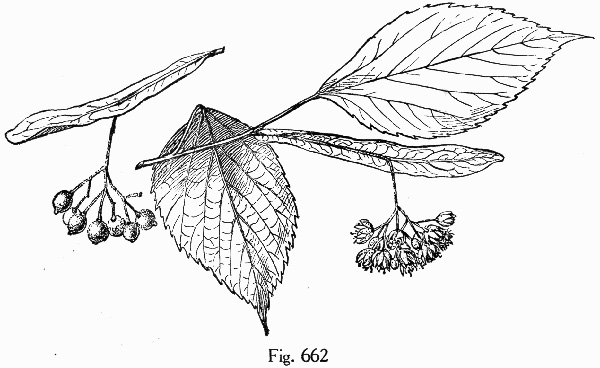 image of Tilia americana var. caroliniana, Carolina Basswood, Southern Basswood