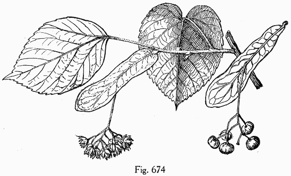 drawing of Tilia americana var. caroliniana, Carolina Basswood, Southern Basswood