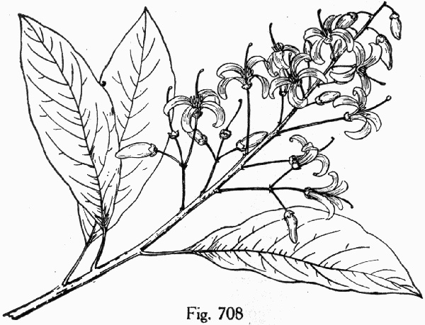 image of Elliottia racemosa, Georgia-plume, Southern-plume, Elliottia