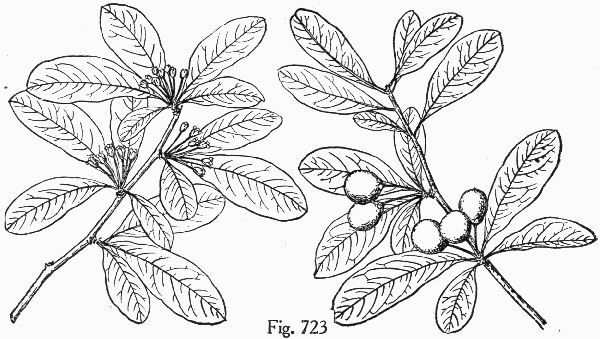 drawing of Sideroxylon tenax, Tough Buckthorn, Tough Bumelia, Tough Bully