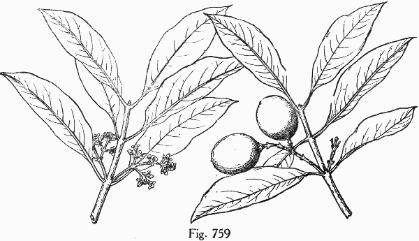 drawing of Cartrema americanum, Devilwood, Wild Olive