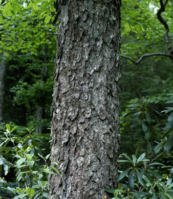 image of Betula alleghaniensis, Yellow Birch