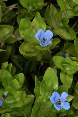 image of Bacopa caroliniana, Blue Water-hyssop, Sweet Water-hyssop, Carolina Water-hyssop, Lemon Bacopa