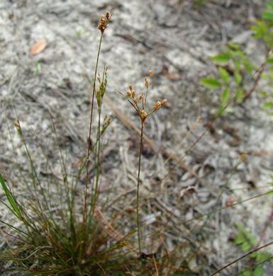image of Bulbostylis ciliatifolia, Savannah Hairsedge, Capillary Hairsedge