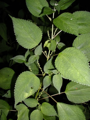 stinging nettle namethatplant false wood opposite lacks wildflowers communities appalachian hairs leaves southern per plant similar but look