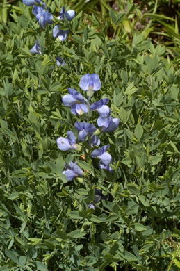 image of Baptisia aberrans, Eastern Prairie Blue Wild Indigo, Glade Wild Indigo