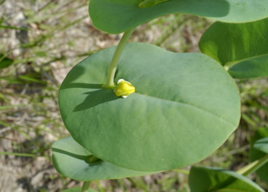 image of Baptisia perfoliata, Gopherweed, Catbells