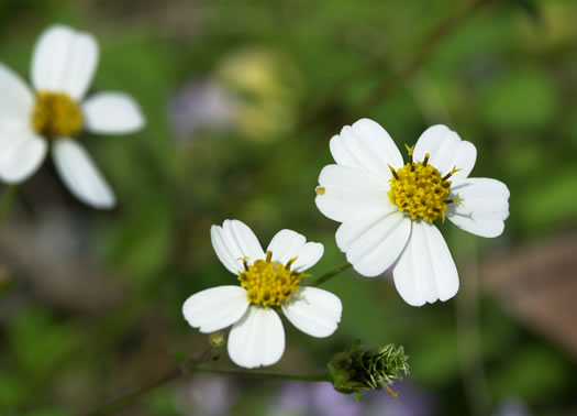 image of Bidens alba var. radiata, Hairy Beggarticks, Shepherd's Needles, White Beggarticks