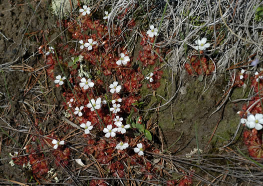 image of Drosera brevifolia, Dwarf Sundew, Early Sundew