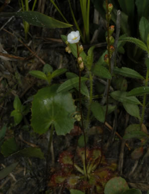 image of Drosera capillaris, Pink Sundew, Bog Sundew