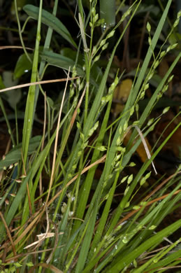 image of Dichanthelium depauperatum, Starved Witchgrass, Starved Panicgrass