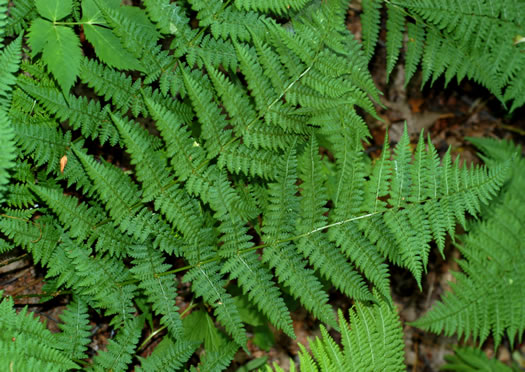 image of Dryopteris intermedia, Evergreen Wood-fern, Fancy Fern, Intermediate Wood-fern