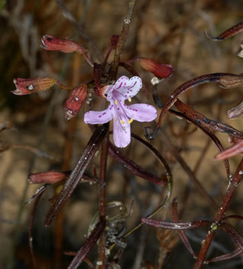 image of Dicerandra linearifolia +, coastal plain balm