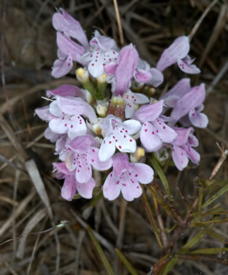 image of Dicerandra odoratissima, Rose Dicerandra, Rose Balm