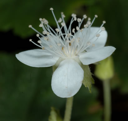 image of Rubus repens, Robin-runaway, Star-violet, Dewdrop
