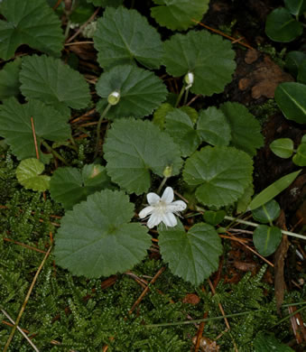 image of Rubus repens, Robin-runaway, Star-violet, Dewdrop