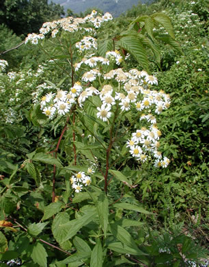 image of Doellingeria umbellata var. umbellata, Northern Tall Flat-top White Aster, Northern Tall Whitetop Aster, Northern Tall Flat-top Aster