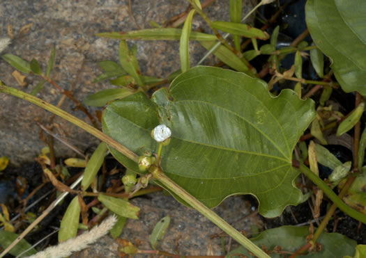 image of Echinodorus cordifolius, Creeping Burhead, Creeping Water-plantain