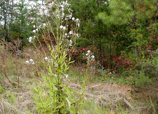 Erechtites hieraciifolius, Fireweed, American Burnweed, Pilewort