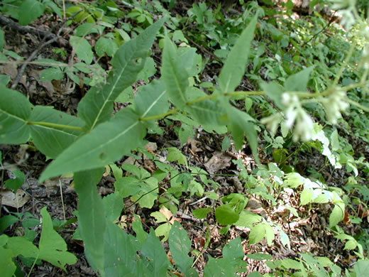 image of Eupatorium sessilifolium var. brittonianum, Britton's Upland Boneset, Britton's Eupatorium