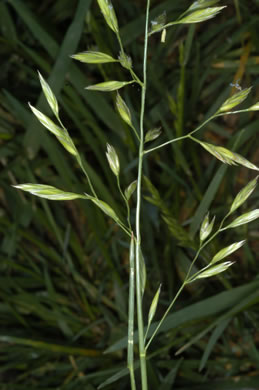 image of Lolium arundinaceum, Tall Fescue, Alta Fescue