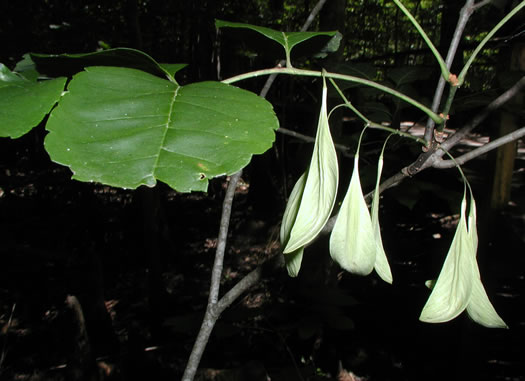 image of Fraxinus caroliniana, Carolina Ash, Water Ash, Pop Ash