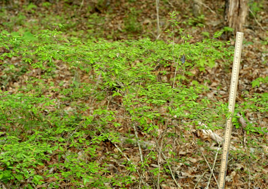 image of Forestiera ligustrina, Glade Forestiera, Southern-privet