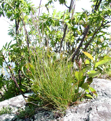 image of Festuca trachyphylla, Hard Fescue