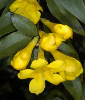 Gelsemium sempervirens, Carolina Jessamine, Yellow Jessamine