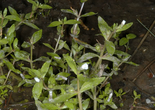 Roundfruit Hedge-hyssop