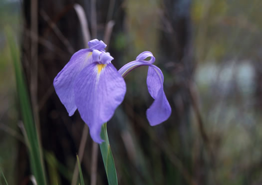 image of Iris tridentata, Bay Blue-flag Iris, Flag, Savannah Iris