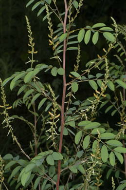 image of Indigofera caroliniana, Wild Indigo, Carolina Indigo
