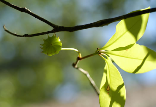 Illicium floridanum, Florida Star-anise, Florida Anise-tree, Stinkbush
