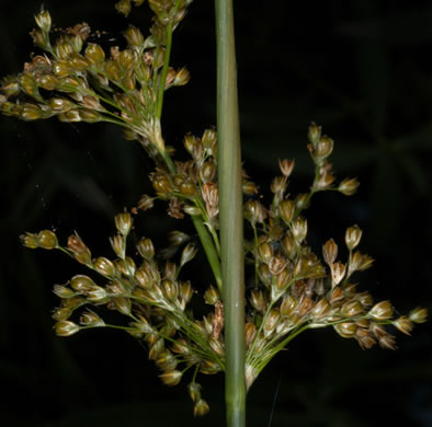 image of Juncus effusus ssp. solutus, Soft Rush, Common Rush