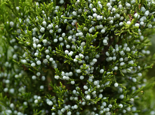 image of Juniperus silicicola, Southern Red Cedar, Coastal Red Cedar