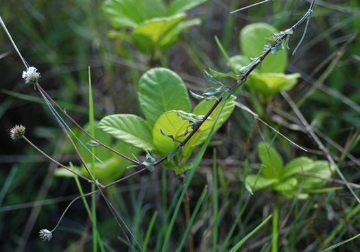image of Melanthera angustifolia, Prairie Black-anthers, Everglades squarestem