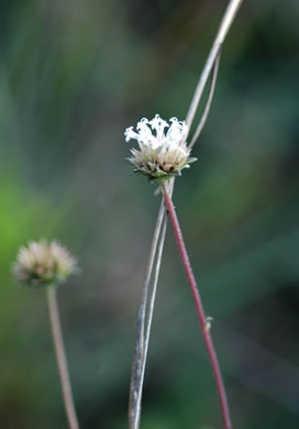 image of Melanthera angustifolia, Everglades squarestem, Prairie Black-anthers