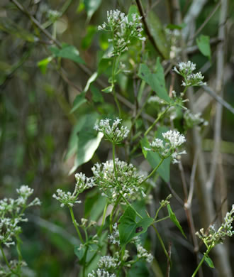 image of Mikania cordifolia, Heartleaf Climbing Hempweed
