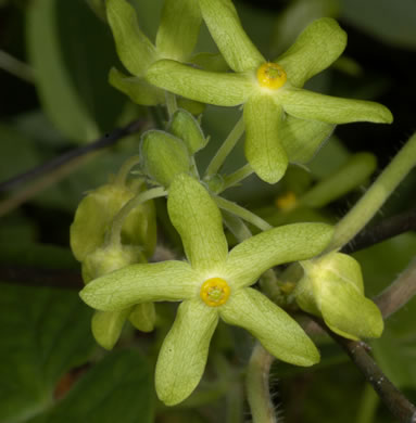 image of Matelea flavidula, Yellow Spinypod, Yellow Carolina Milkvine