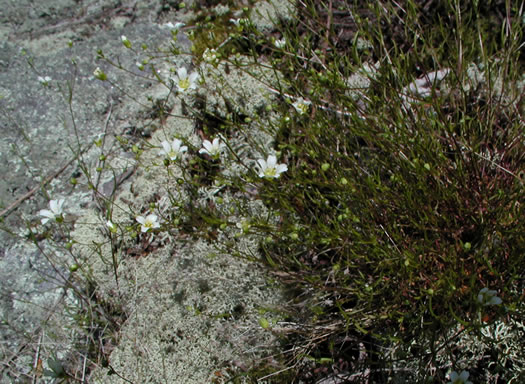 image of Mononeuria glabra, Appalachian Sandwort