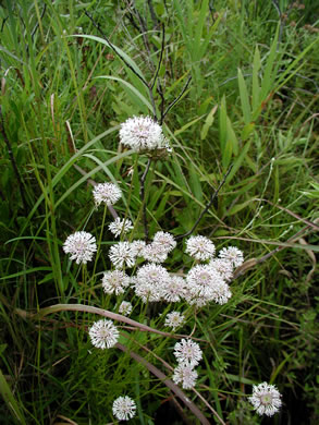 image of Marshallia graminifolia, Grassleaf Barbara's-buttons