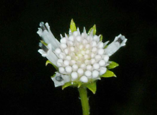 image of Melanthera nivea, Melanthera, Snow Squarestem