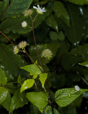 image of Melanthera nivea, Snowy Black-anthers, Snow Squarestem