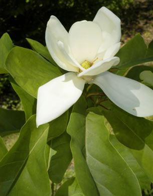 pyramid magnolia, Magnolia pyramidata