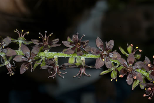 image of Melanthium woodii, Ozark Bunchflower, Wood's False-hellebore